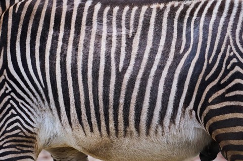 Grévy's zebra (Equus grevyi), detail, fur, Germany, Europe