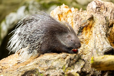 Old World porcupines (Hystrix cristata), Germany, Europe