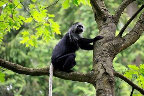 White-bearded snub-nosed monkey (Colobus polykomos), adult, sitting, on tree, foraging, alert