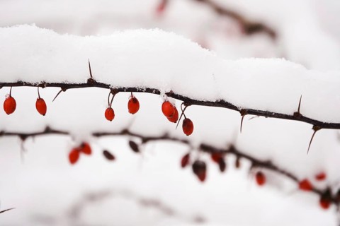 Barberry with snow, winter, Germany, Europe