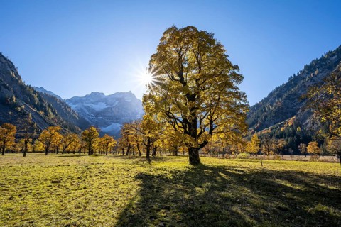 Sycamore maple with autumnal yellow foliage and Solaster endeca, large maple base in autumn, rocky