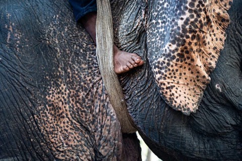 Mahout foot near textured ear of a captive asian elephant