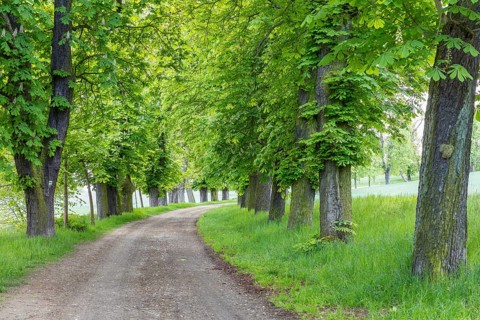 Listed avenue with old trees of white horse chestnut (Aesculus hippocastanum) in Hermsdorf,