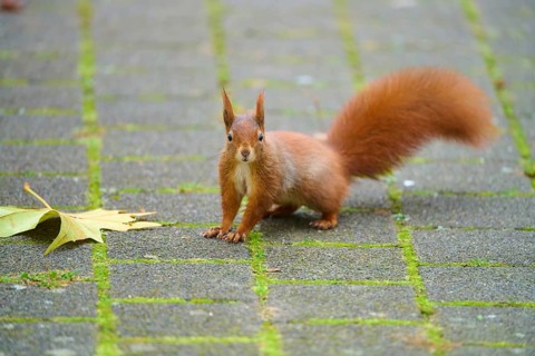 Eurasian squirrel (Sciurus vulgaris), on a paved path, focussed with upraised bushy tail,