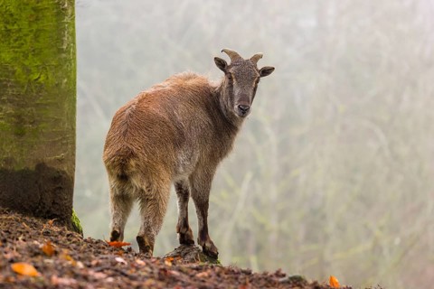 A female Himalayan Tahr (Hemitragus jemlahicus) stands in the forest on a foggy day