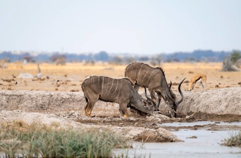Greater kudu (Tragelaphus strepsiceros), two adult males drinking at a waterhole, Nxai Pan National