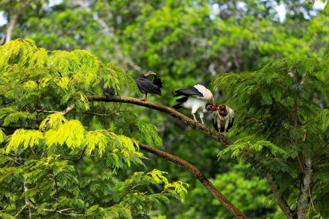 King vulture (Sarcoramphus papa), cock, vulture birds (Aegypiinae), Laguna del Lagarto Lodge,