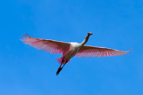 Roseate spoonbill (Ajaja ajaja), flying in the clear blue sky, Black Point Wildlife Drive,