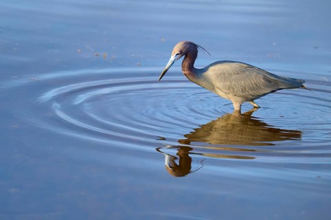 Great Blue Heron (Egretta caerulea), walking and reflecting in the water, Black Point Wildlife