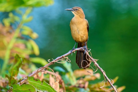 Grackle (Quiscalus quiscula), female sitting on a branch, spring, Wakodahatchee Wetlands, Delray