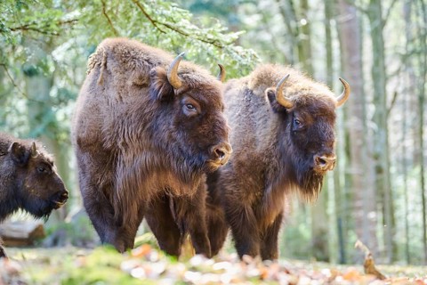 European bison (Bison bonasus) in a forest in spring, Bavarian Forest, Germany, Europe