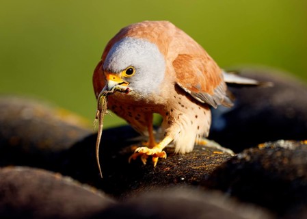 Male lesser kestrel (Falco naumanni) with prey, lizard, Psammodromus hispanicus, Extremadura,