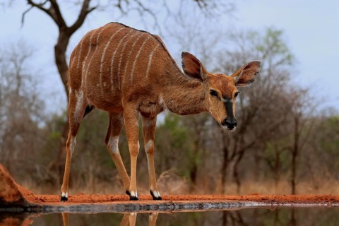 Nyala (Tragelaphus angasii), adult, female, at the water, Kruger National Park, Kruger National