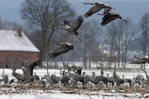 Cranes (grus grus) resting on their southbound migration while foraging in a harvested maize field