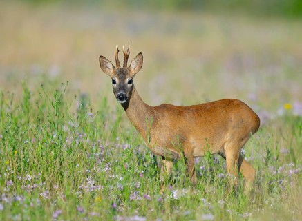 Roe deer (Capreolus capreolus), roebuck standing in a colourful spring meadow with clover