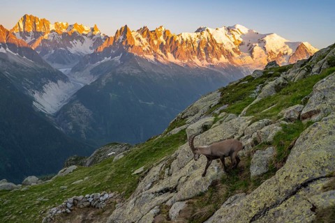 Alpine ibex (Capra ibex), adult male, in front of a mountain panorama at sunset, Grandes Jorasses