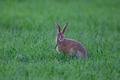 European brown hare (Lepus europaeus) juvenile baby leveret animal feeding in a farmland cereal
