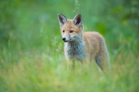 Red fox (Vulpes vulpes), young fox standing in a meadow and looking curiously, summer, Hesse,