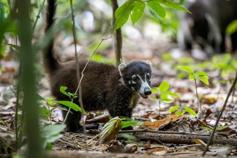 White-nosed coati (Nasua narica), adult, in the rainforest, Corcovado National Park, Osa, Puntarena