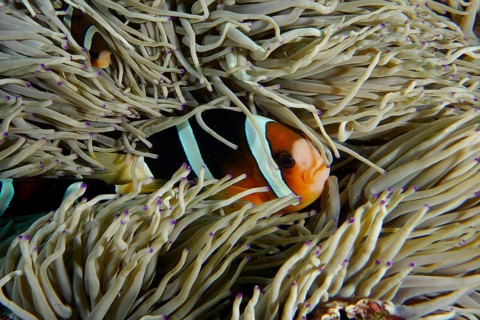 A clownfish, Clark's anemonefish (Amphiprion clarkii), clinging to the tentacles of a sea anemone
