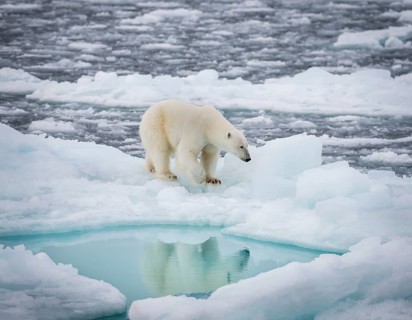 Polar bear (Ursus maritimus) on the pack ice at 82 degrees north reflected in the water, Svalbard