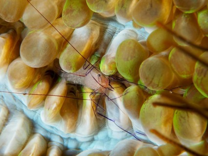 Philippine bubble coral shrimp (Palaemonella philippinensis) on a bubble coral, dive site Prapat,
