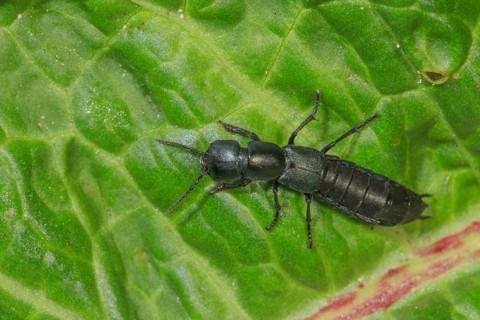 Devil's coach-horse beetle (Ocypu olens) crawling on a green leaf in nature, Baden-Württemberg,
