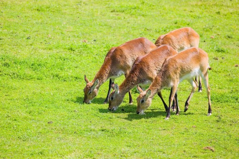 A group of four female Lechwe Waterbucks, Kobus leche, graze on a green meadow