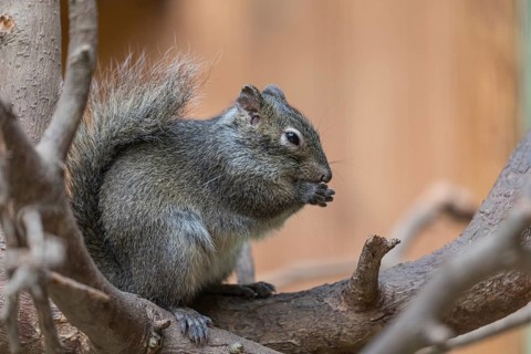 One Père David's rock squirrel (Sciurotamias davidianus), also known as the Chinese rock squirrel