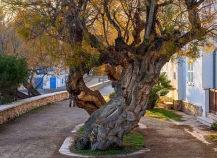 Crooked tree trunk of a cypress, Cala Rajada, Majorca, Spain, Europe