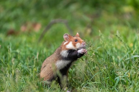 One European hamster (Cricetus cricetus), Eurasian hamster, black-bellied hamster or common