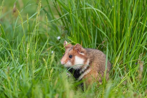 One European hamster (Cricetus cricetus), Eurasian hamster, black-bellied hamster or common