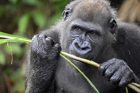 Western lowland gorilla (Gorilla gorilla gorilla) eating, male animal, Réserve Lésio-Louna nature