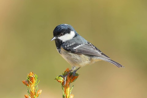 Fir tit (Periparus ater) sitting on a spruce top, wildlife, animals, birds, titmouse, Siegerland,