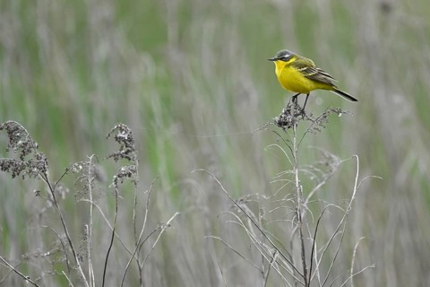 Yellow wagtail (Motacilla flava), male sitting on a thin branch, Lake Neusiedl National Park,