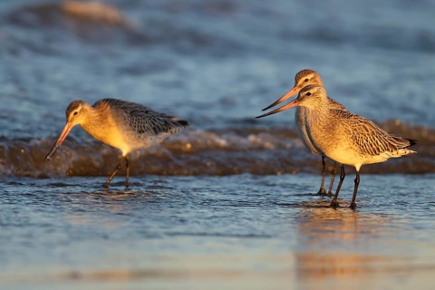 Bar tailed godwit (Limosa lapponica) three adult birds in winter plumage on a coastline, Norfolk,