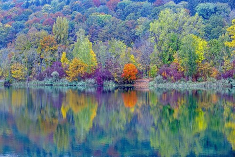 Trees reflected in the water, autumn, Pfuhler See, near Neu-Ulm, Bavaria, Germany, Europe