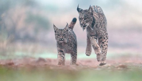 Lynx pardinus, female with young in the morning mist, Castilla-La Mancha, Spain, Europe