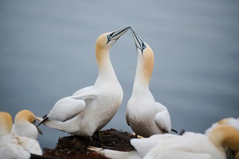 Northern gannet (Morus bassanus) couple greeting each other with their beaks, wildlife, Helgoland,