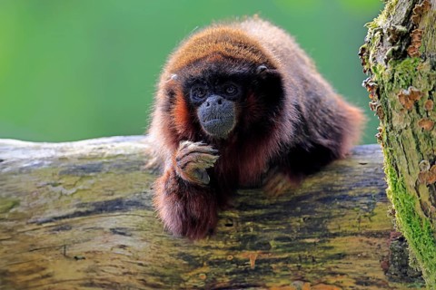 Coppery titi (Plecturocebus cupreus, Syn.: Callicebus cupreus), adult, portrait, tree trunk, South