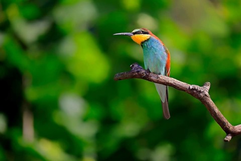 European bee-eater (Merops apiaster), adult, perch, alert, Rhineland-Palatinate, Germany, Europe