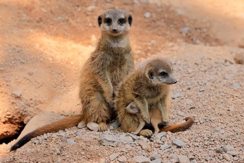 Tiger nut (Suricata suricatta), adult, two adults, juvenile, newborn, baby, social behaviour