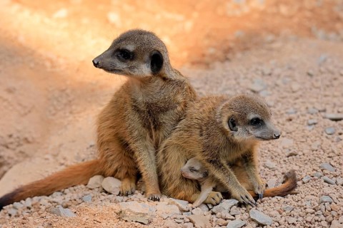 Tiger nut (Suricata suricatta), adult, two adults, juvenile, newborn, baby, social behaviour
