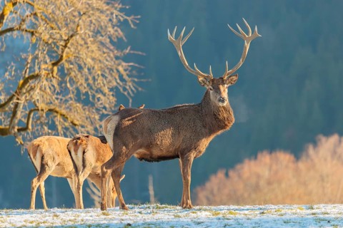 A red deer stag (Cervus elaphus) and two hinds stand in the first light of day on a meadow covered
