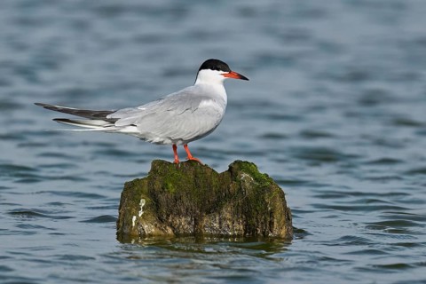 Common Tern (Sterna hirundo), sitting on a stone, West Frisian Islands, province of North Holland,