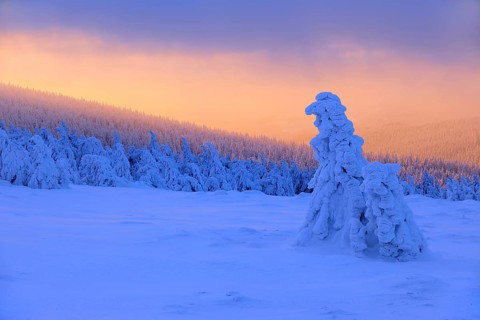 Morning atmosphere, sunrise on the Brocken in winter with snow-covered spruces, fog, Harz National