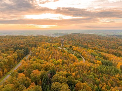 Forest landscape in autumn with an observation tower and colourful foliage under a slightly cloudy