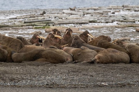 Walrus (Odobenus rosmarus), walrus, wintery headland Ardneset, Svalbard and Jan Mayen archipelago,