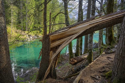 Splintered tree trunk at Lago Fusine, Tarvisio, province of Udine, Italy, Europe