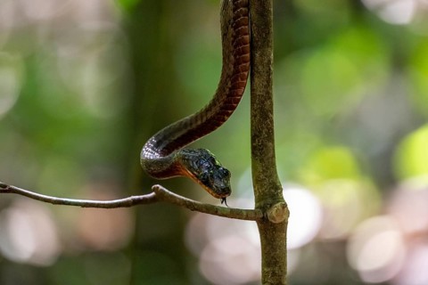 American whipsnake (Mastigodryas melanolomus), slithering on a branch, in the rainforest, Corcovado